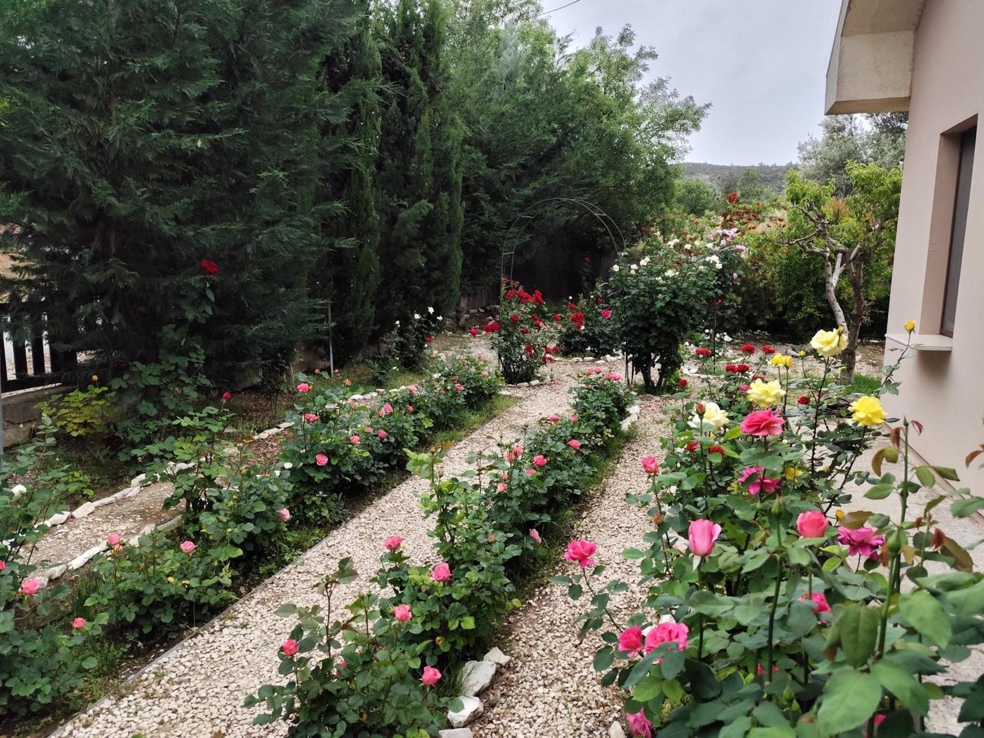 Roses Trimiklini
